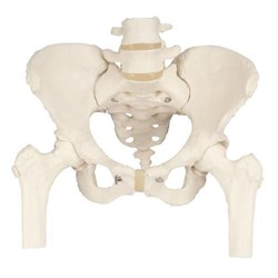 "Модель скелета женского таза с подвижными головками бедренных костей