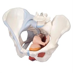 Модель женского таза со связками, мышцами тазового дна, органами