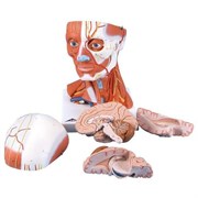 Модель мускулатуры головы и шеи, 5 частей