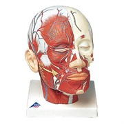 Модель мышц головы с кровеносными сосудами