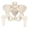 &quot;Модель скелета женского таза с подвижными головками бедренных костей