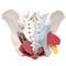 Модель женского таза со связками, сосудами, нервами, мышцами тазового дна и органами - фото 7494