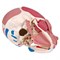 Модель черепа с лицевыми мышцами - фото 7548