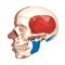 Модель черепа с лицевыми мышцами - фото 7549
